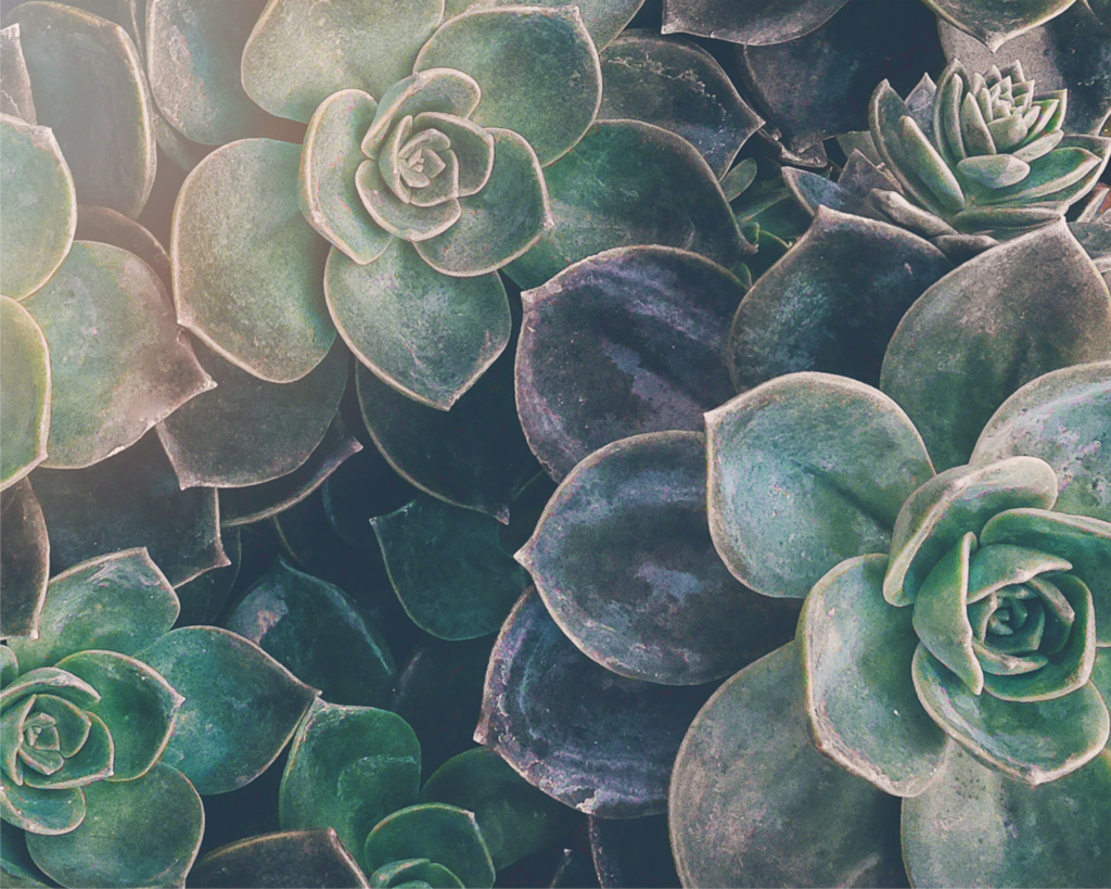 Finding Joy With Succulents 